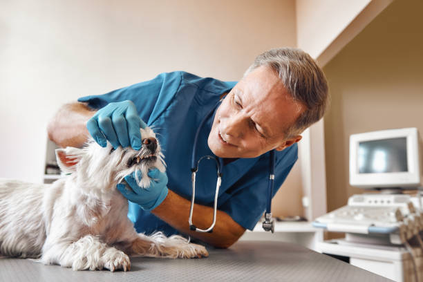 Best Weekend Emergency Dentist in Robbins, IL